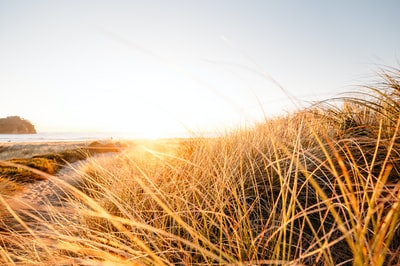 Grass near the beach photos
